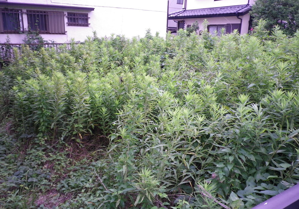 榛松土地