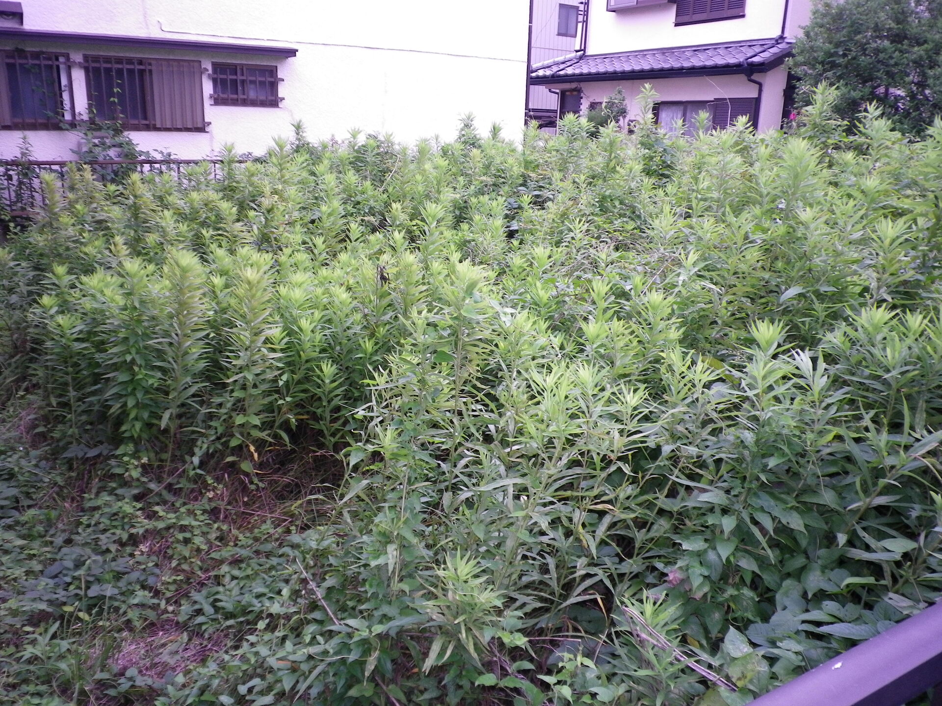 榛松土地